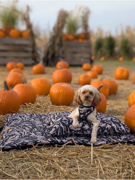 Costa legowisko turystyczne dla psa z poduszką kostką - WestWOOF story