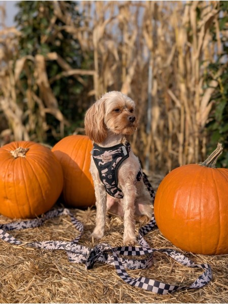 Pressure-free harness for dog WestWOOF Story