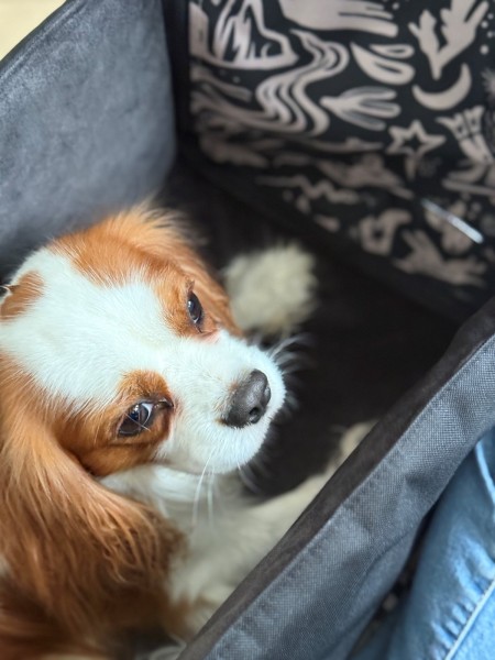 Mik - mata samochodowa WestWOOF Story z legowiskiem dla psa na środek kanapy Z PASEM...