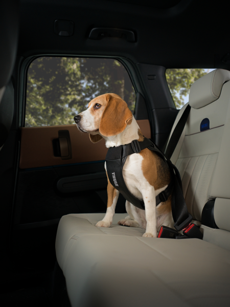 Szelki samochodowe dla psa Thule&reg; Cappy &ndash; crash test, certyfikat T&Uuml;V roz. M