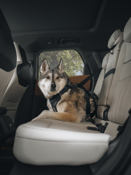 Szelki samochodowe dla psa Thule&reg; Cappy &ndash; crash test, certyfikat T&Uuml;V roz. L
