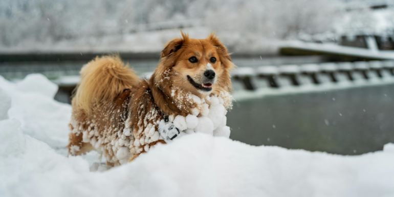 Zimowe aktywności z psem - jak przygotować psa na spacery i ruch zimą