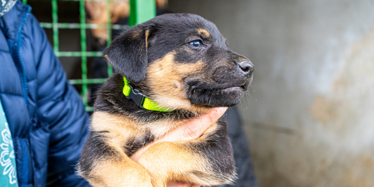 Jak pomóc psom w schroniskach zimą - praktyczny poradnik