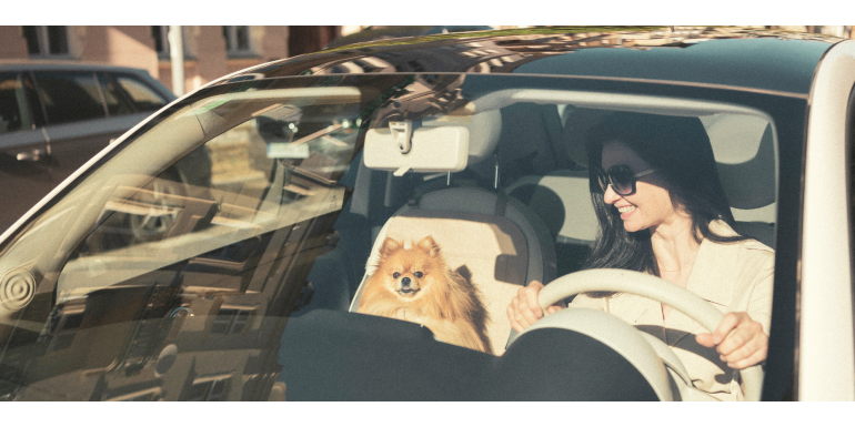 Jak bezpiecznie przewozić psa w samochodzie? Zasady na co dzień
