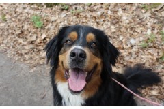 Jak chronić tapicerkę samochodu przed psem wiosną i zadbać o bezpieczeństwo?