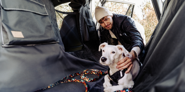 Choroba lokomocyjna u psa?