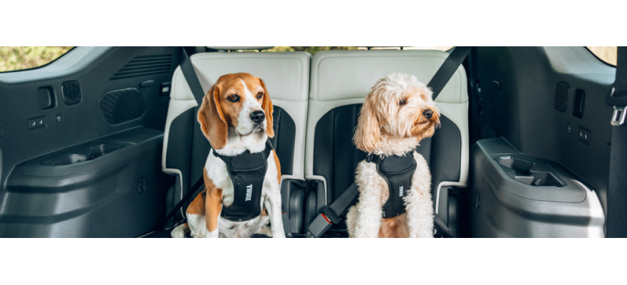 Dog Car Harness - Crash-Tested