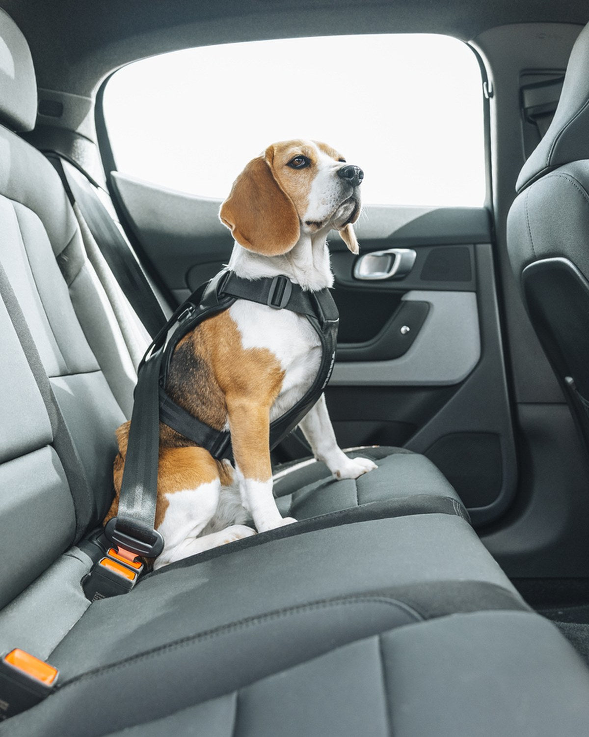 Szelki samochodowe Thule Cappy — crash-test TÜV