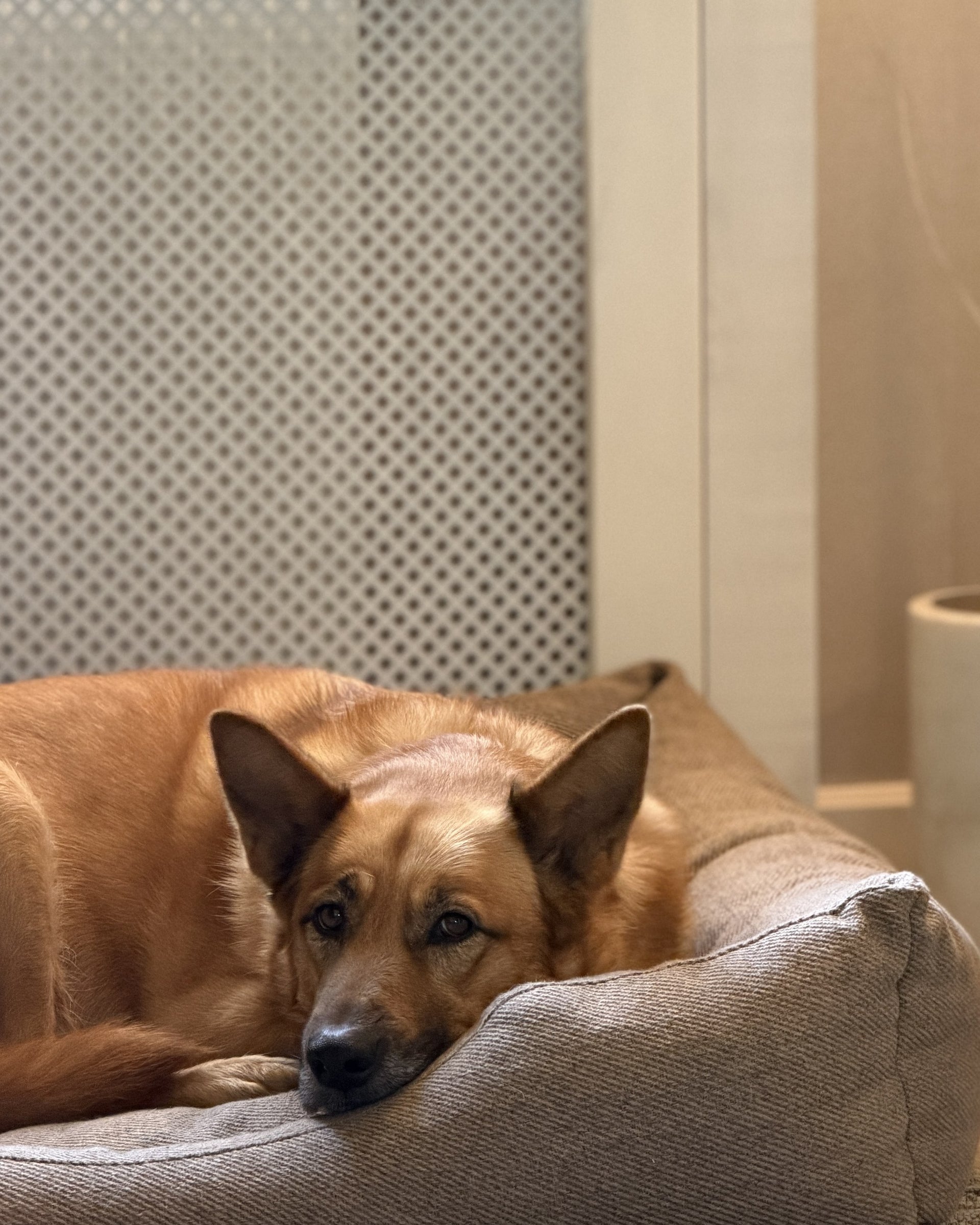 Pokrowiec MOE — gruba tkanina, SandPaws