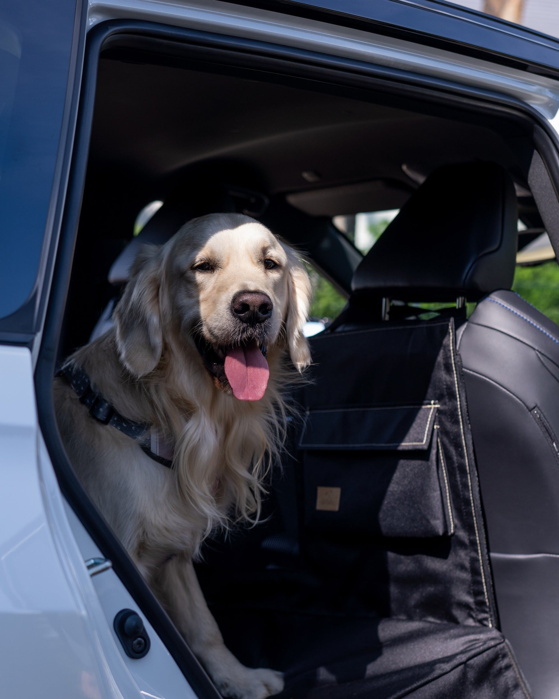 Golden retriever na macie Dengu 2/3 w samochodzie
