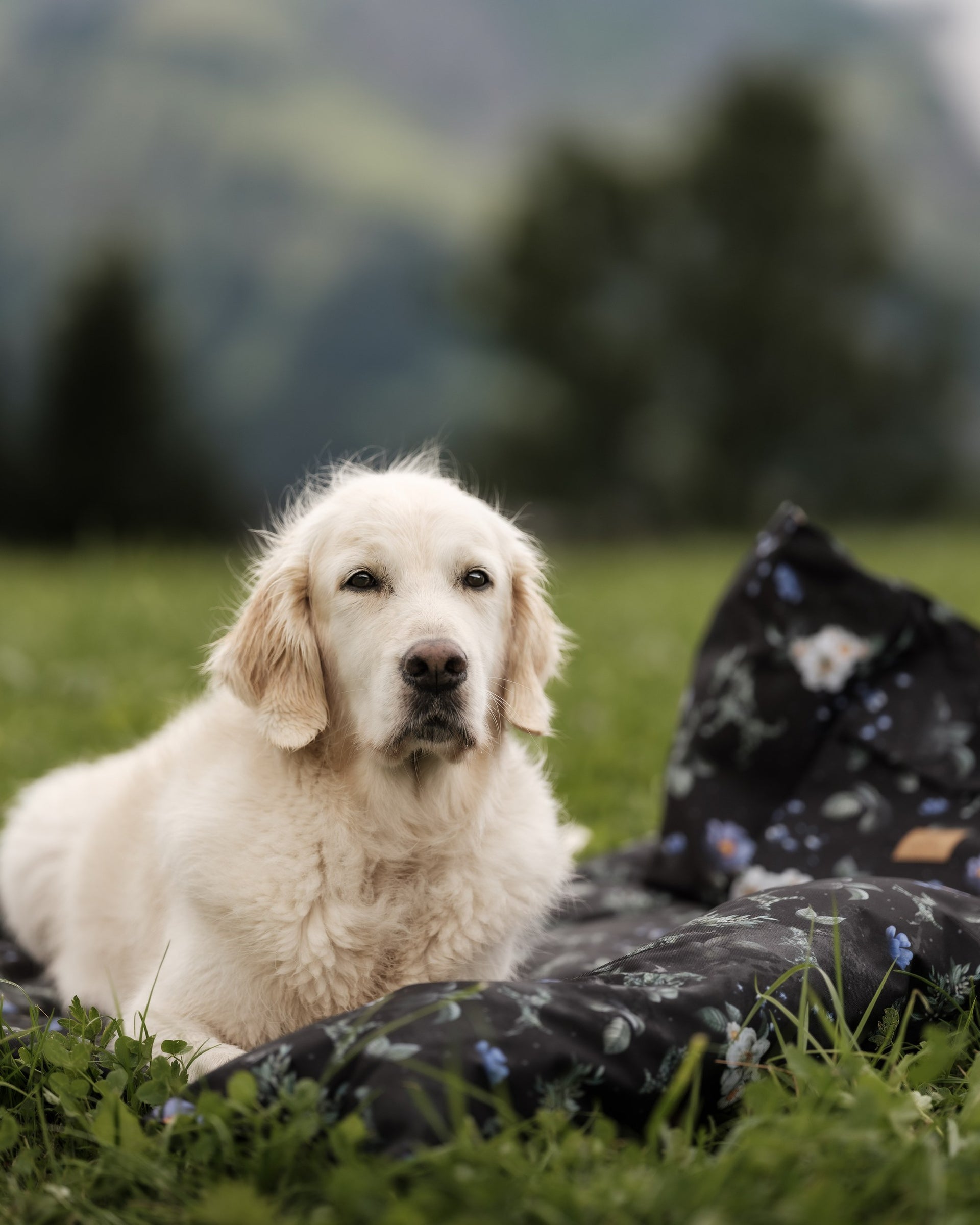 Golden retriever na legowisku Costa na łące w górach