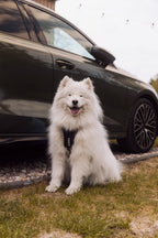 Thule® Cappy crash-tested dog car harness, TÜV certified