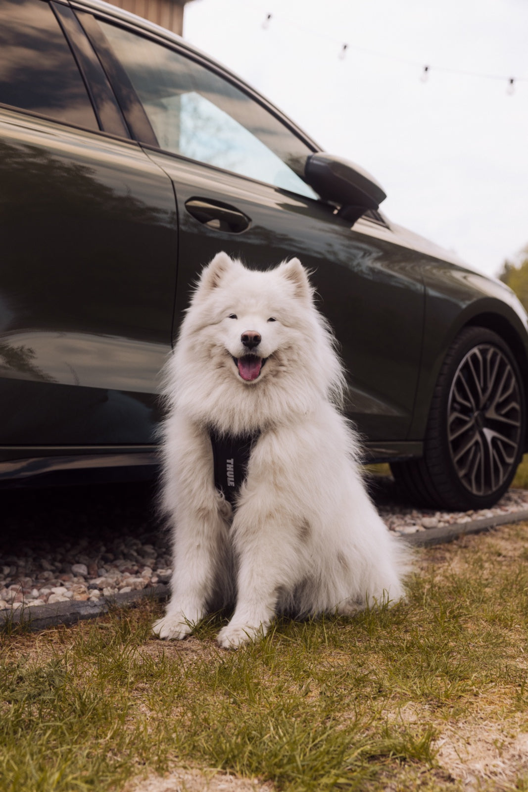 Szelki samochodowe dla psa Thule® Cappy crash test, certyfikat TÜV
