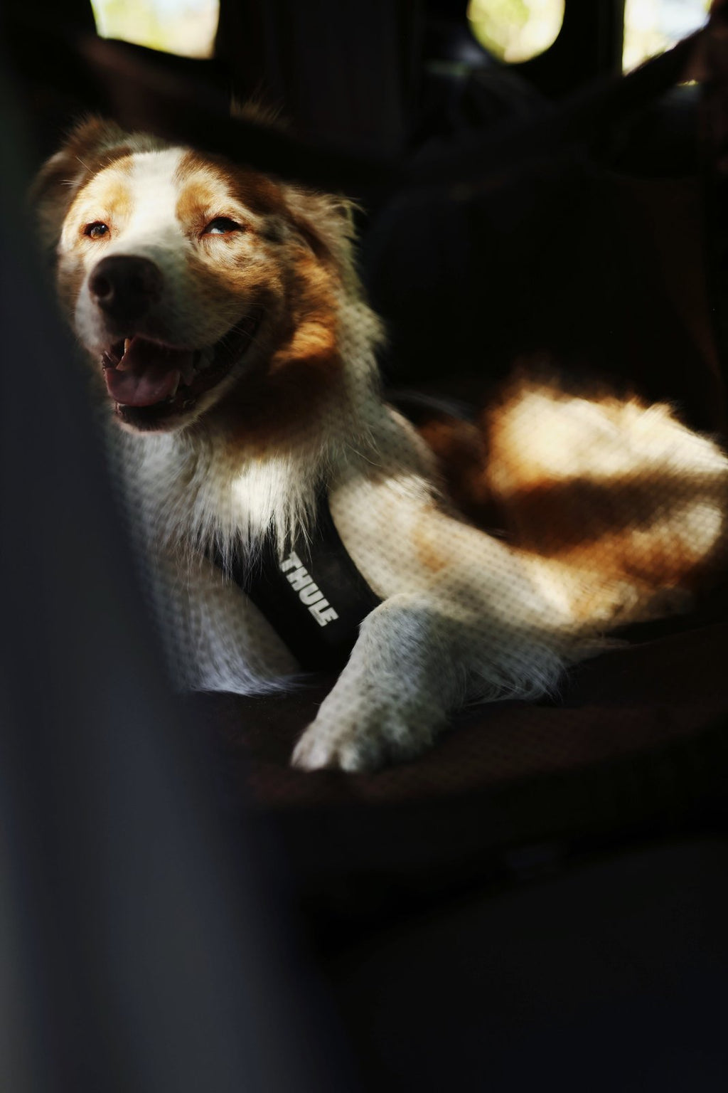 Thule® Cappy crash-tested dog car harness, TÜV certified