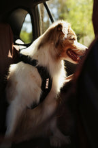 Thule® Cappy crash-tested dog car harness, TÜV certified