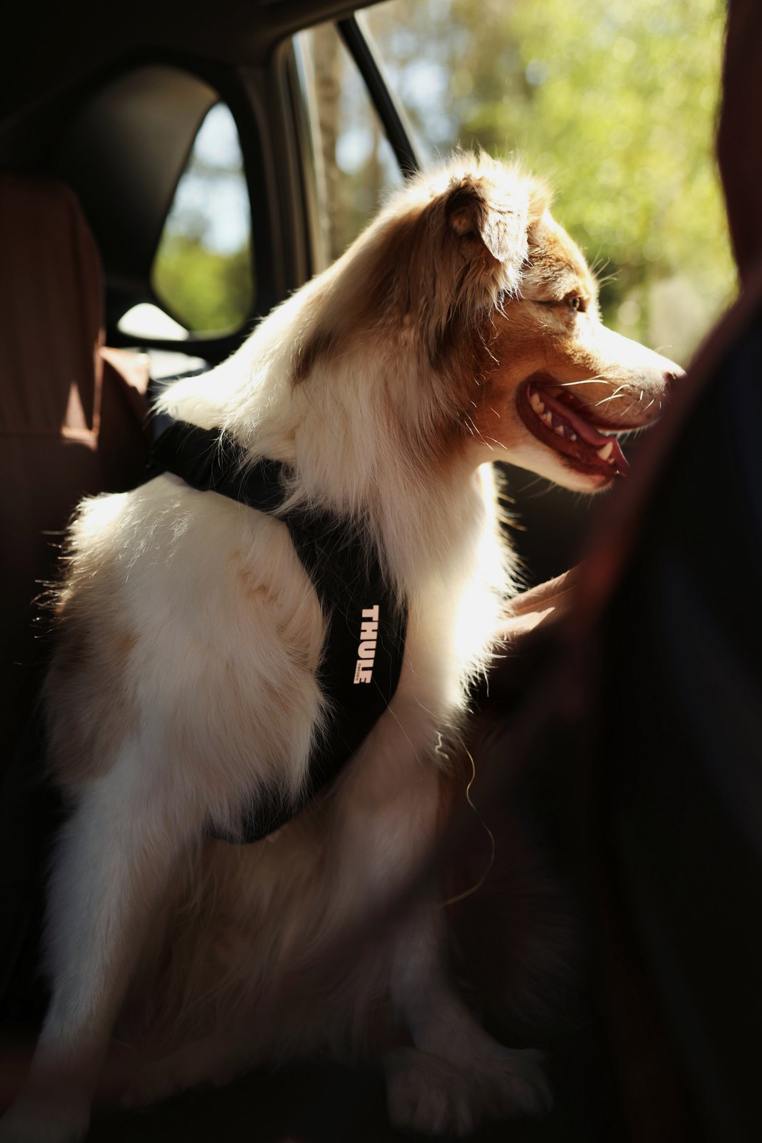 Thule® Cappy crash-tested dog car harness, TÜV certified