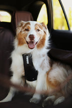 Thule® Cappy crash-tested dog car harness, TÜV certified