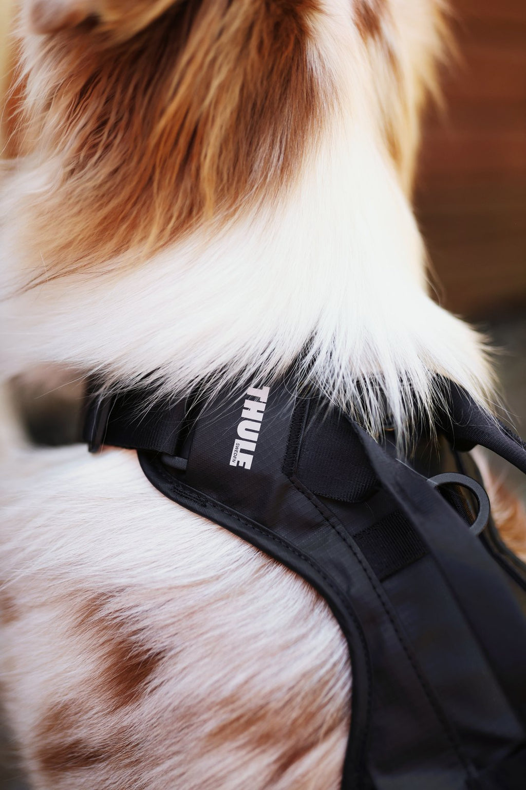 Thule® Cappy crash-tested dog car harness, TÜV certified